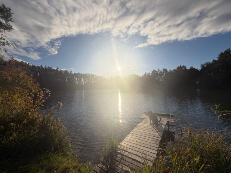 Holzsteg am Weiher bei Sonnenschein, umgeben von Wald und Schilf